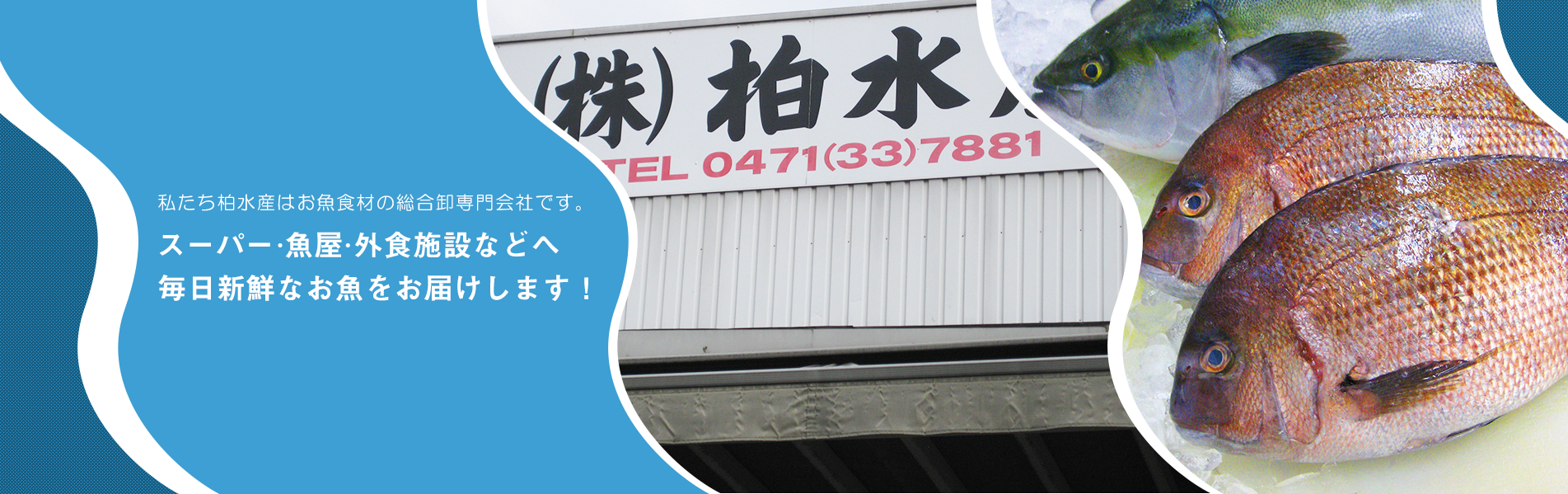 私たち柏水産はお魚食材の総合卸専門会社です。 